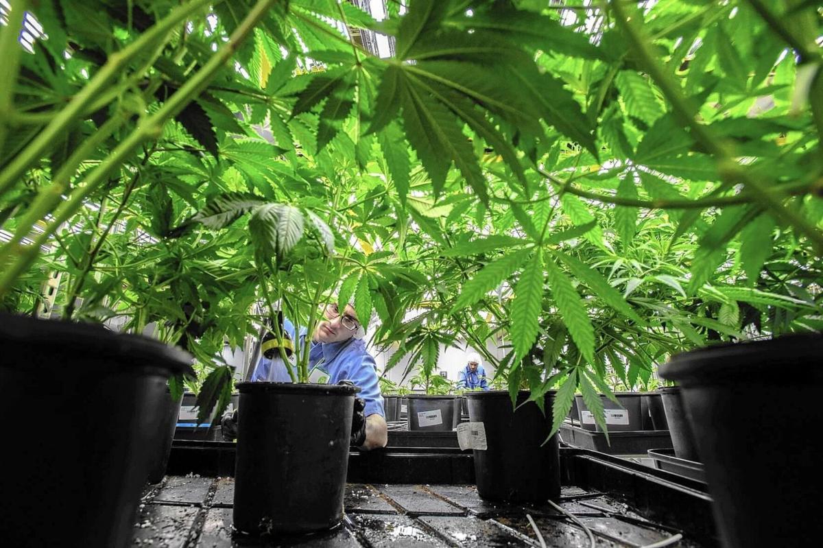 N.Y. marijuana industry rolls into 2022