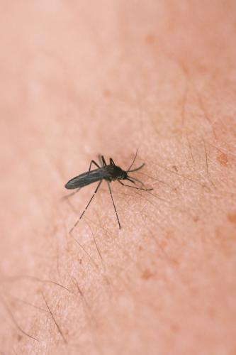 Oswego County Health Department reminds residents to ‘fight the bite’