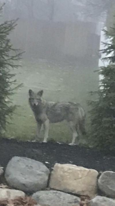 Coywolf Sightings Grip Rural N Y Area Nny360 Com