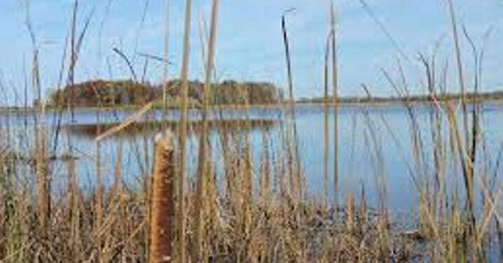 N.Y. completes Lake Ontario marsh project to restore fish and bird habitat