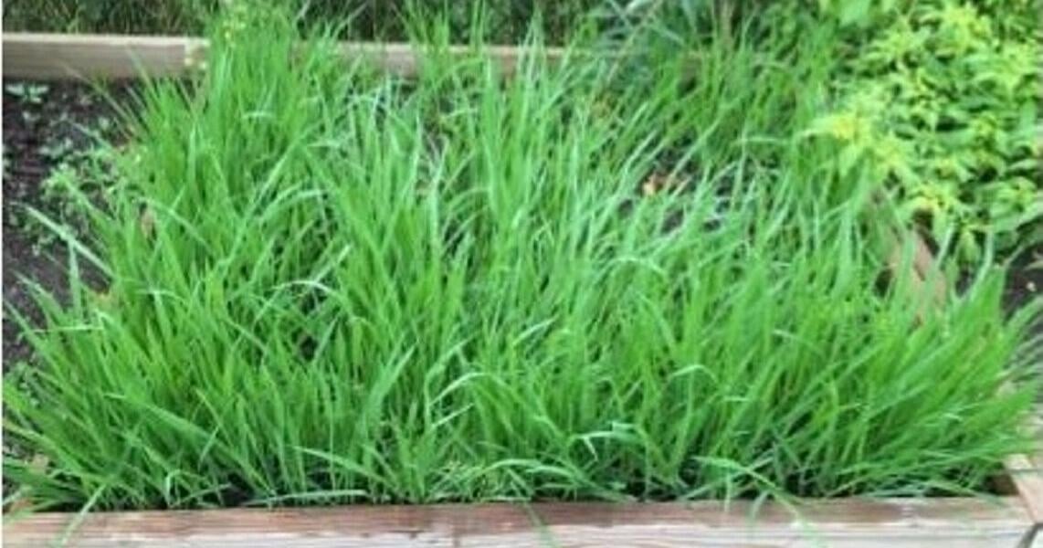 Dear Aggie: Sustaining the resolution to garden | Home and Garden Dear Aggie: Sustaining the resolution to garden | Home and Garden