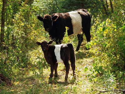 Cows in the clearing