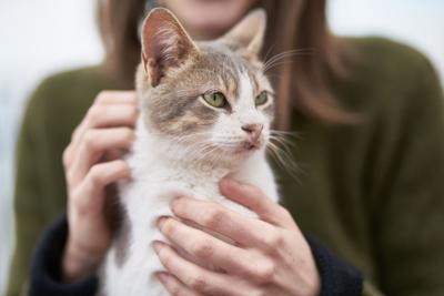 Turns Out Cats Like People Family And Relations Nny360 Com