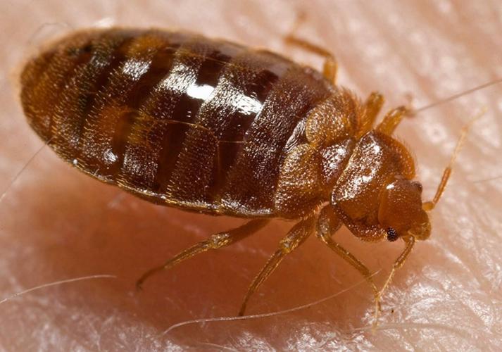 Parents concerned about bed bugs