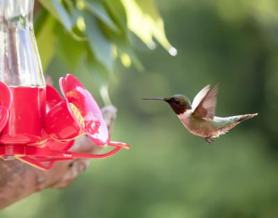 What S With Little Birds Hogging My Hummingbird Feeders Home