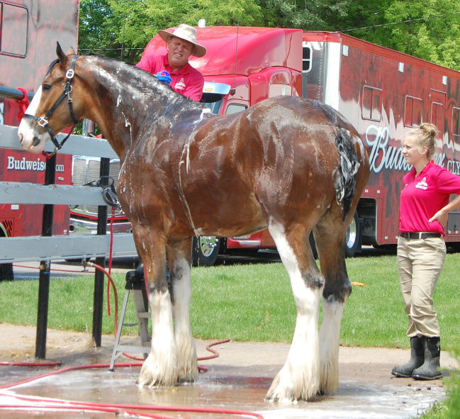 Hotel Clydesdale Iconic Budweiser Horses Staying At The Lewis