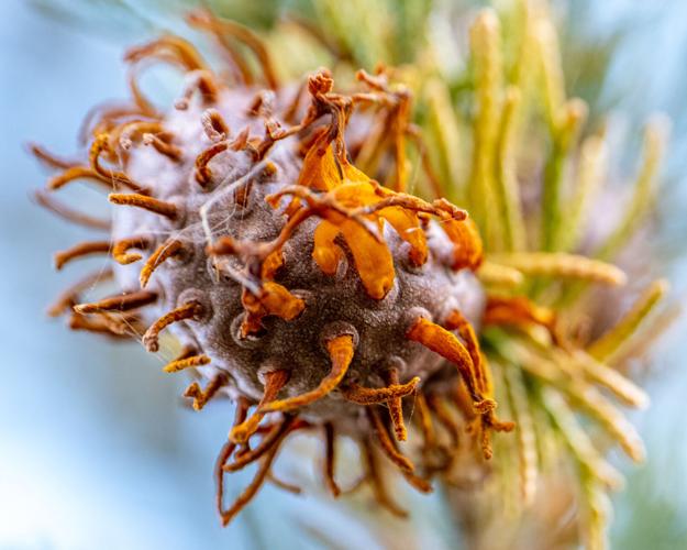 Rust fungus spotted on Jefferson County trees | Community Notes ...
