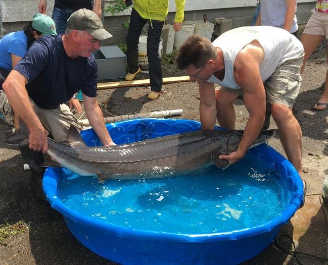 Recent Sturgeon Catch May Be Largest Fish Ever Recorded From Oneida Lake Recreational Sports Nny360 Com