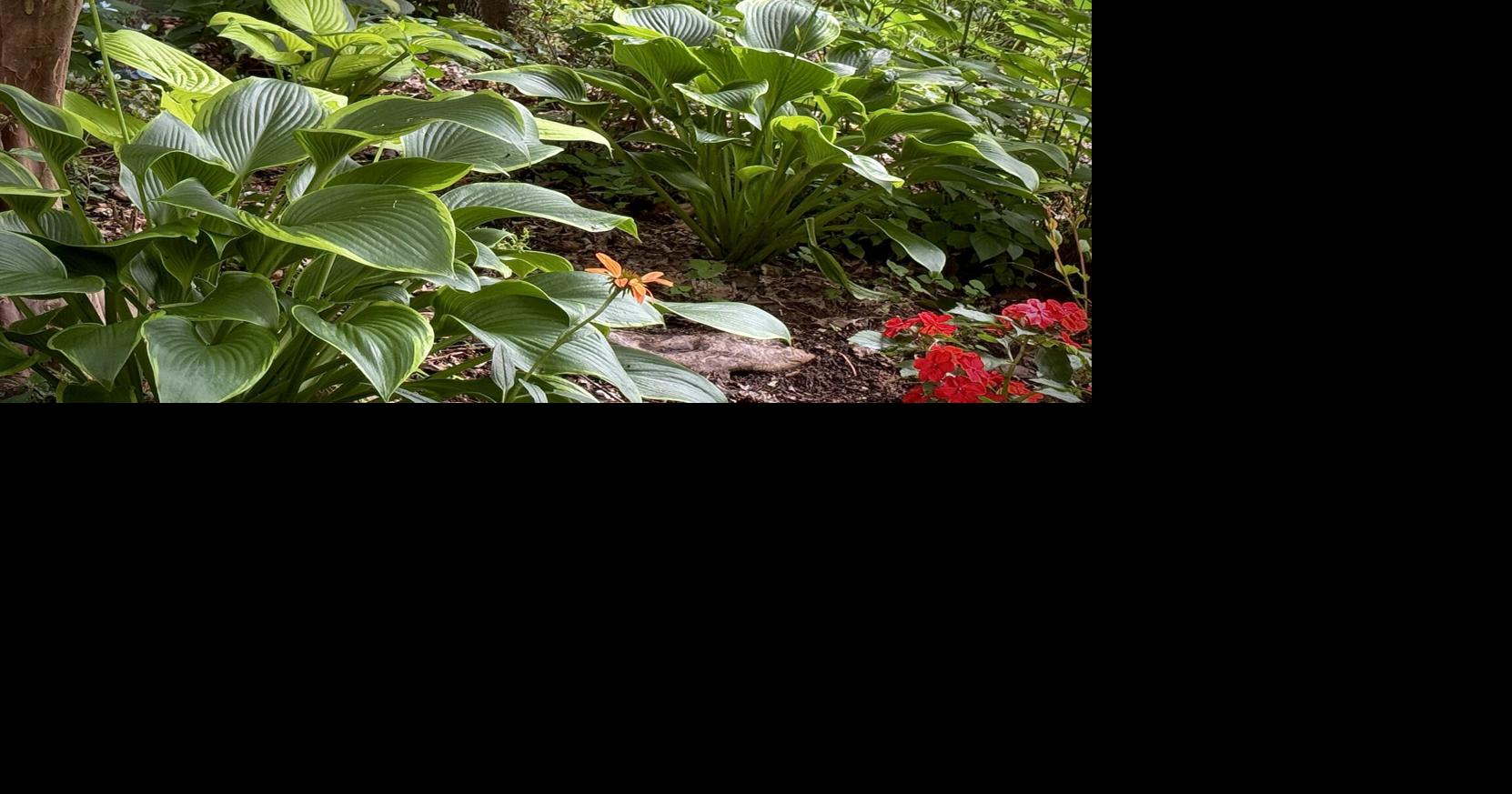 On Gardening: Giant Lone Star is a heavenly hosta