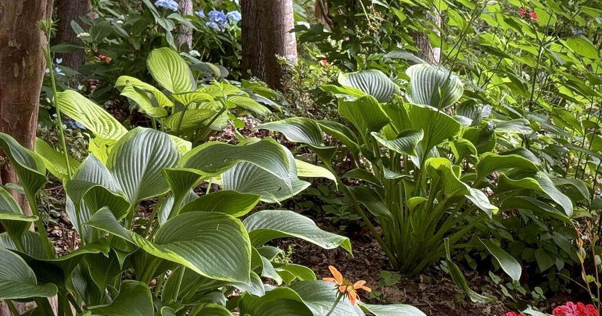 On Gardening: Giant Lone Star is a heavenly hosta
