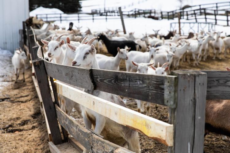 Glenfield goat dairy takes a leap to stay afloat with new product ...