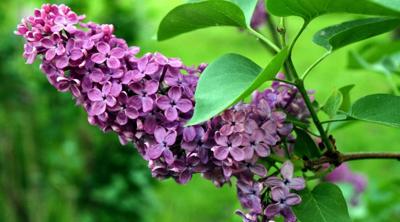 A LEGACY IN LILACS