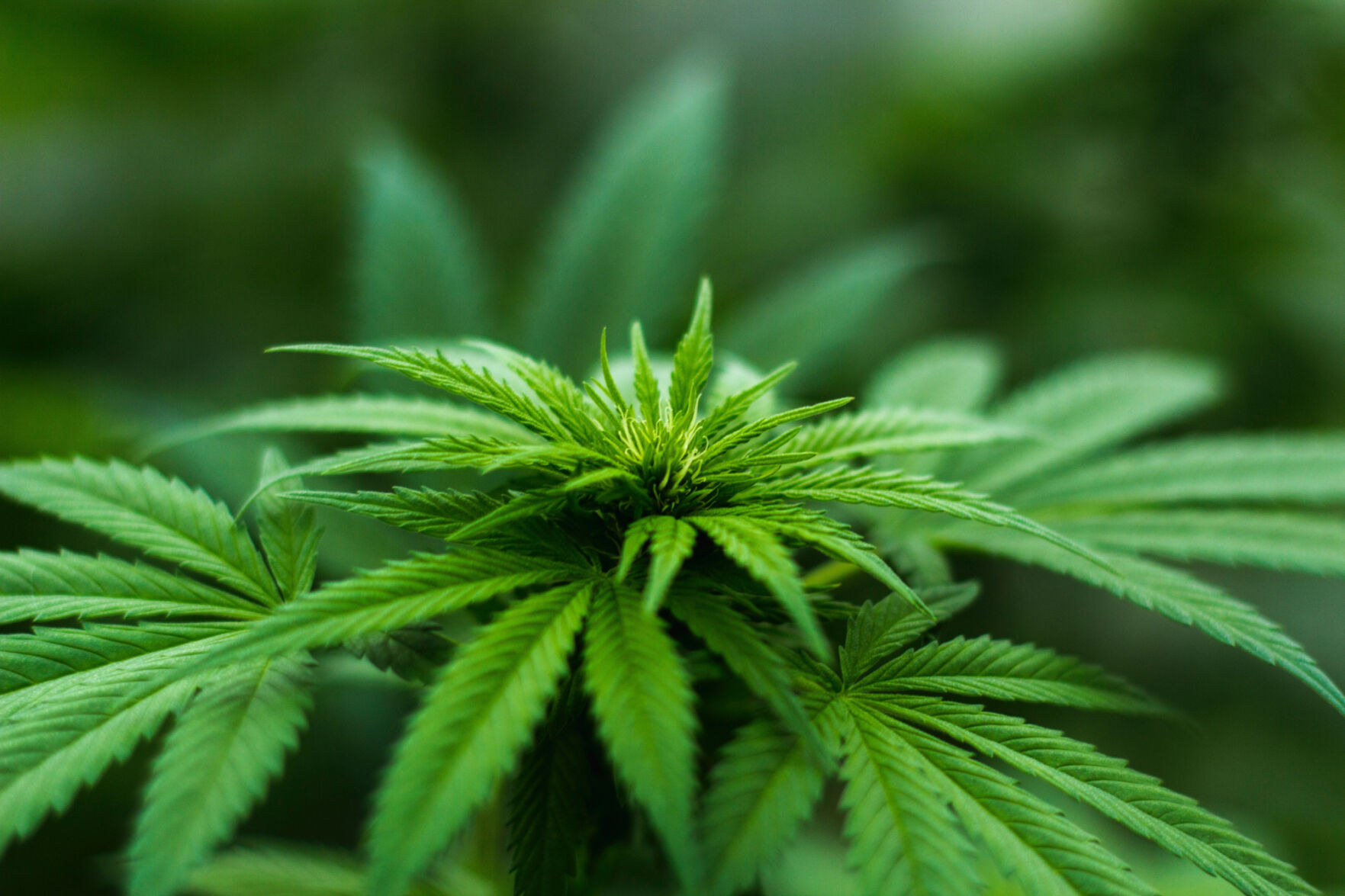 Lowville opts out of retail cannabis, but public action could delay enactment - Vimarsana News
