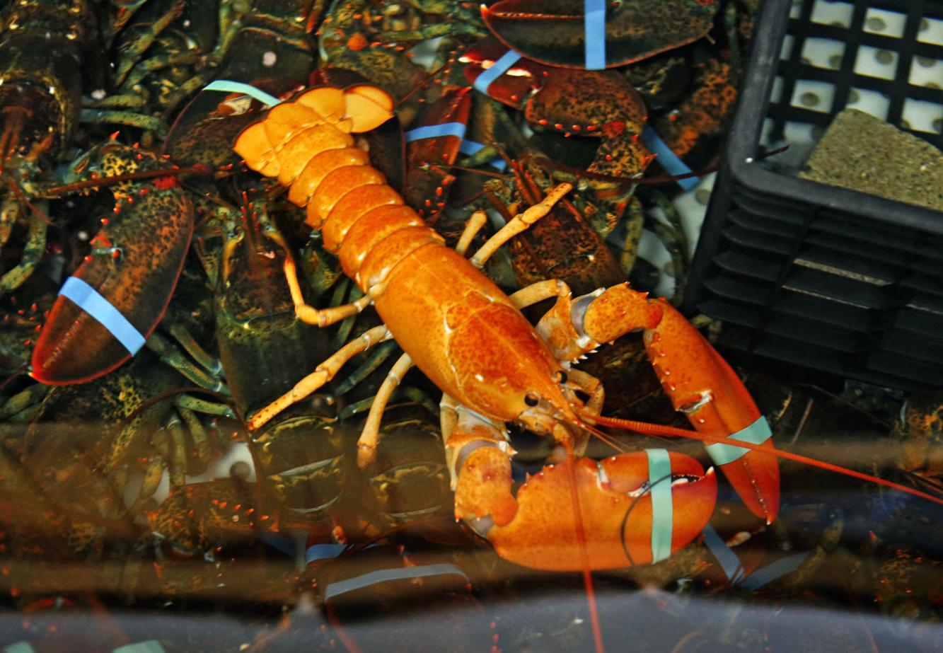 bearbrick orange lobster