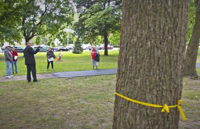 Funds secured to rehab, remove, replace Canton Village Park trees