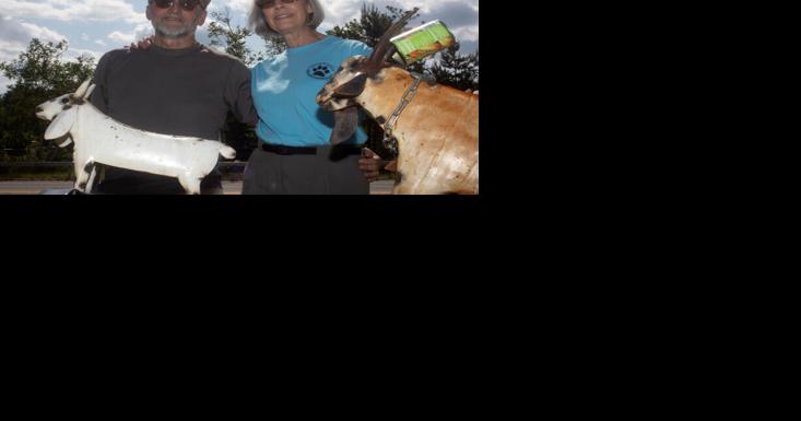 No Kidding: Farm-animal lawn ornaments turn heads - Vimarsana News