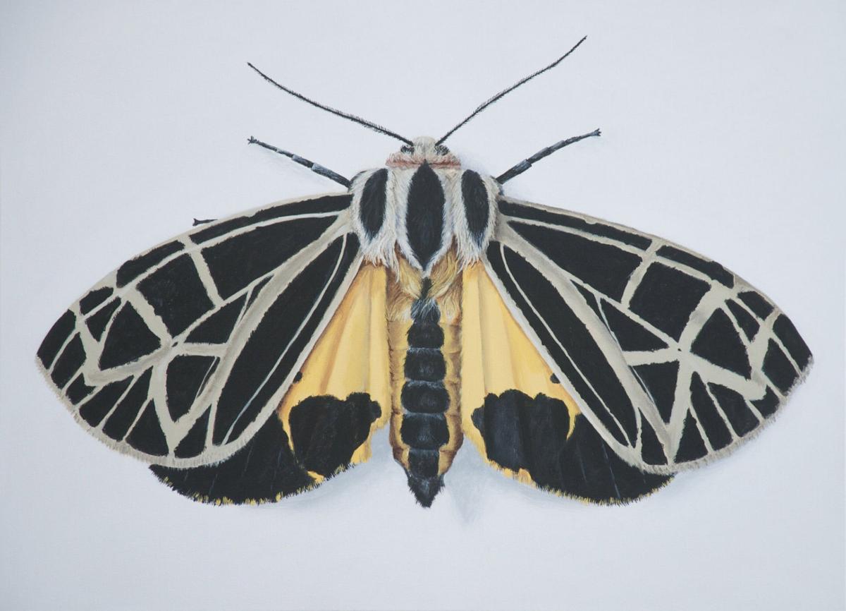 Pictures Of Moths In Virginia