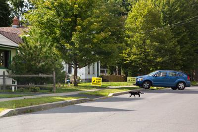 Caution: Cat crossing
