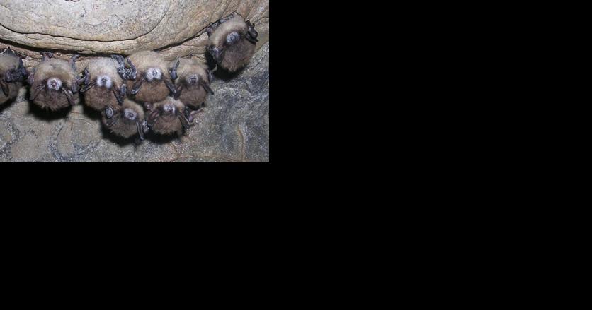 DEC encourages protecting hibernating bats during 'Bat Week' | Kidscontent - Vimarsana News
