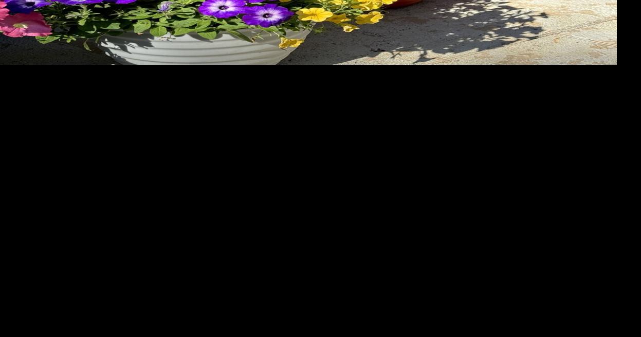 Flora, fauna and fragrance with Supertunia petunias