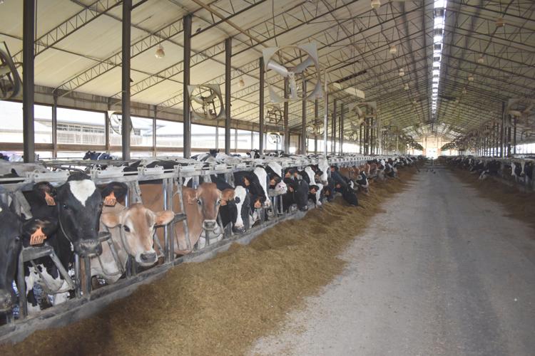 45 million expansion project at Malone dairy farm has ecofriendly