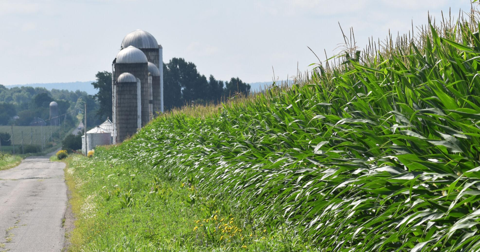 USDA seeks feedback from producers about 2024 crops, stocks, inventories and values - Vimarsana News