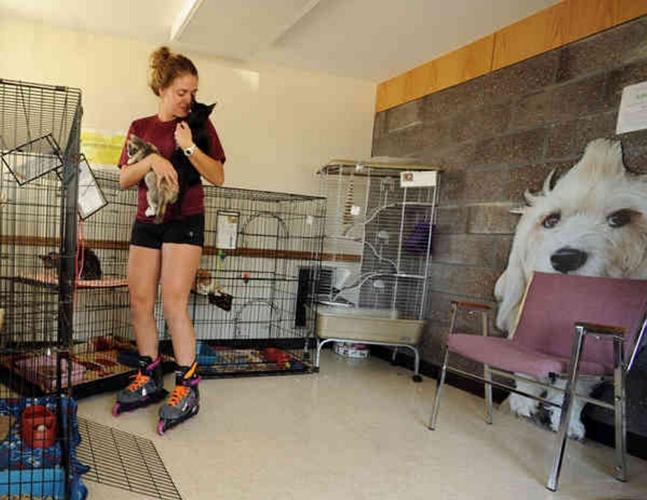 North country animal shelters get 800K in state grants as they prepare