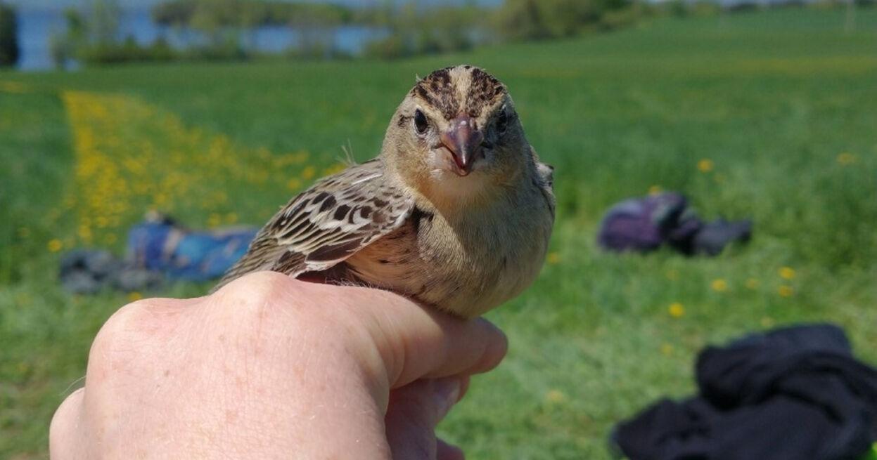 Northern New York Audubon offering funds for farmers to support bird habitat restoration