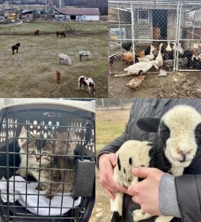 Man arrested on animal neglect charges after 140 animals seized from ...