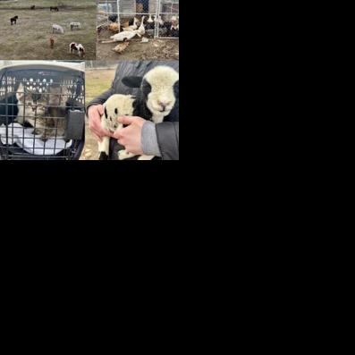 Man arrested on animal neglect charges after 140 animals seized from ...