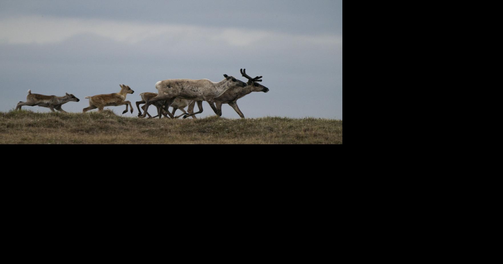 Major oil firms skip Trump’s auction of Arctic wildlife refuge drilling leases