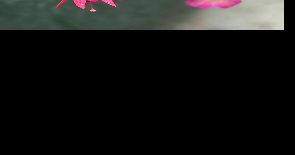 This fuchsia is a gardener game changer
