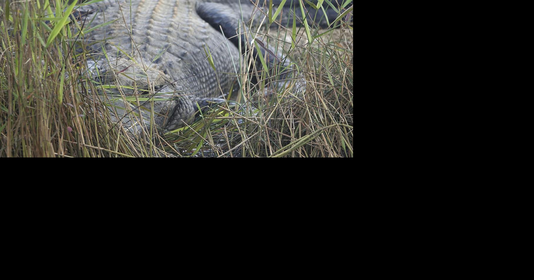 Alligator gets into party mood, spewing Diet Coke everywhere