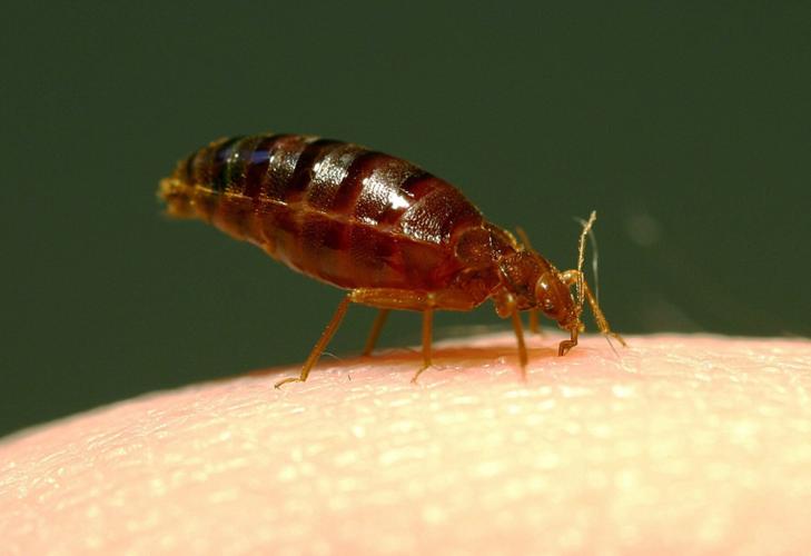Parents concerned about bed bugs