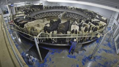 Senate bill proposes review of milk pricing system