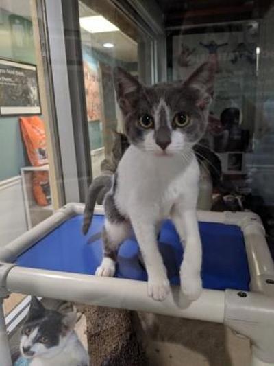 Pet of the week