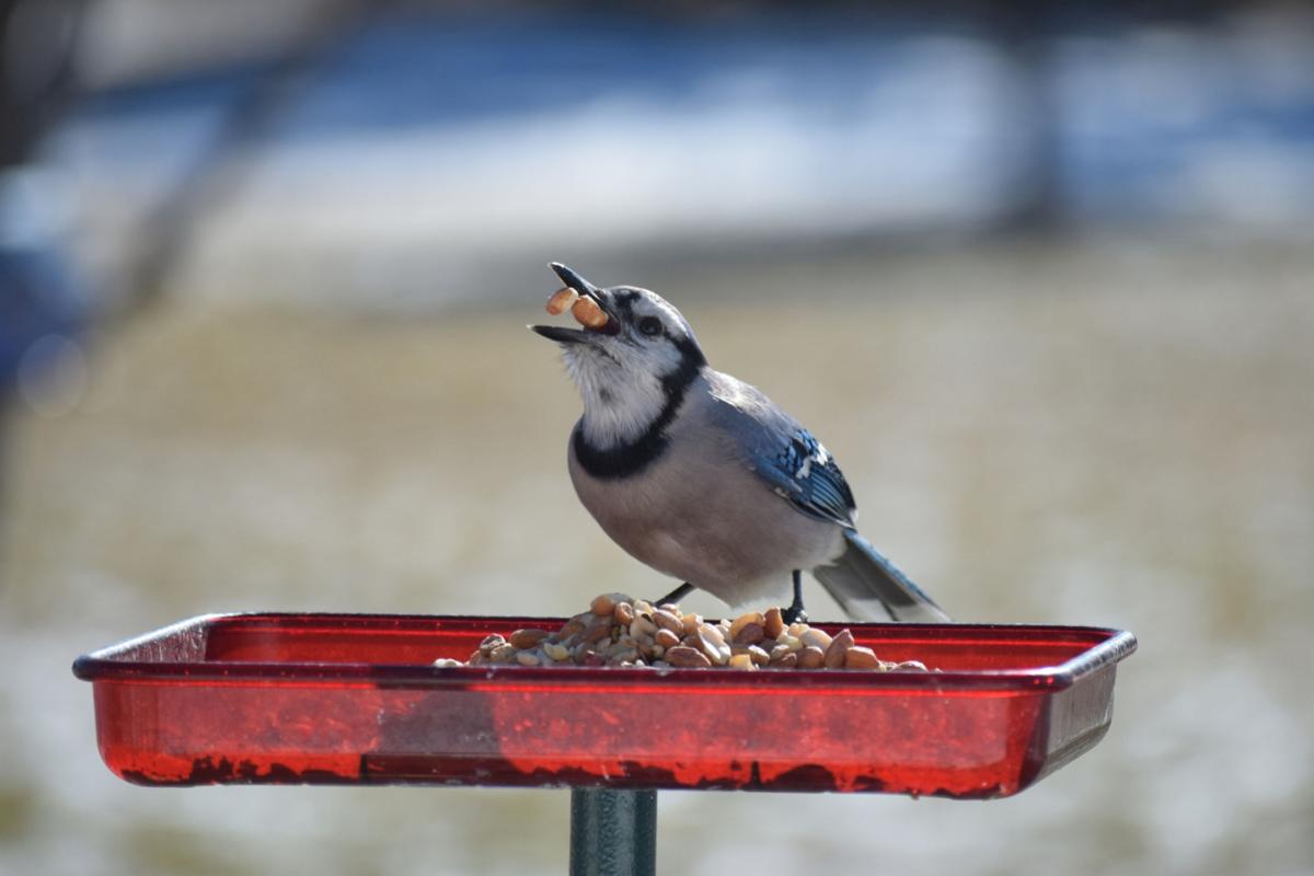 Participants Sought For Cornell Lab Of Ornithology S Feederwatch