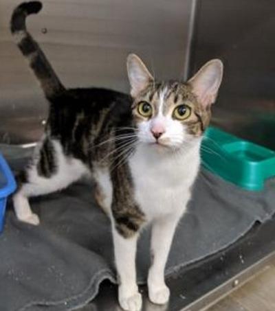 Pet of the week