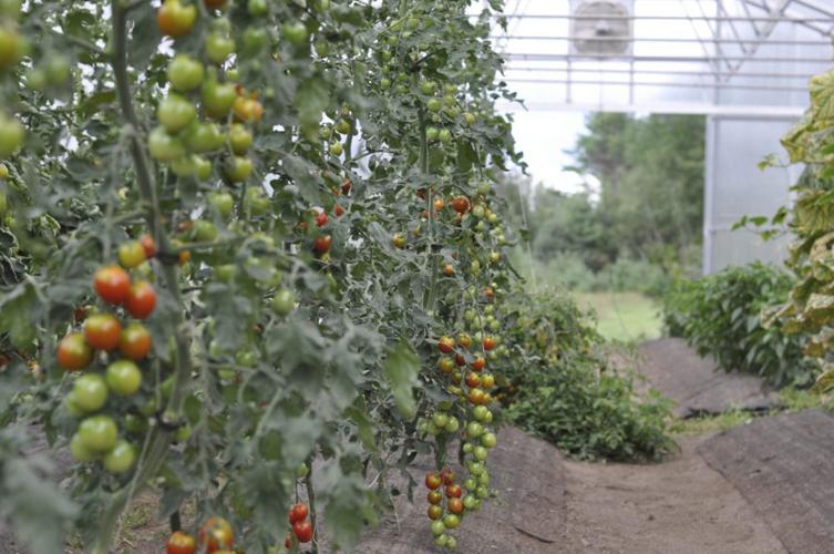 Pigs, veggies go together at Kate Mountain Farm in Vermontville State