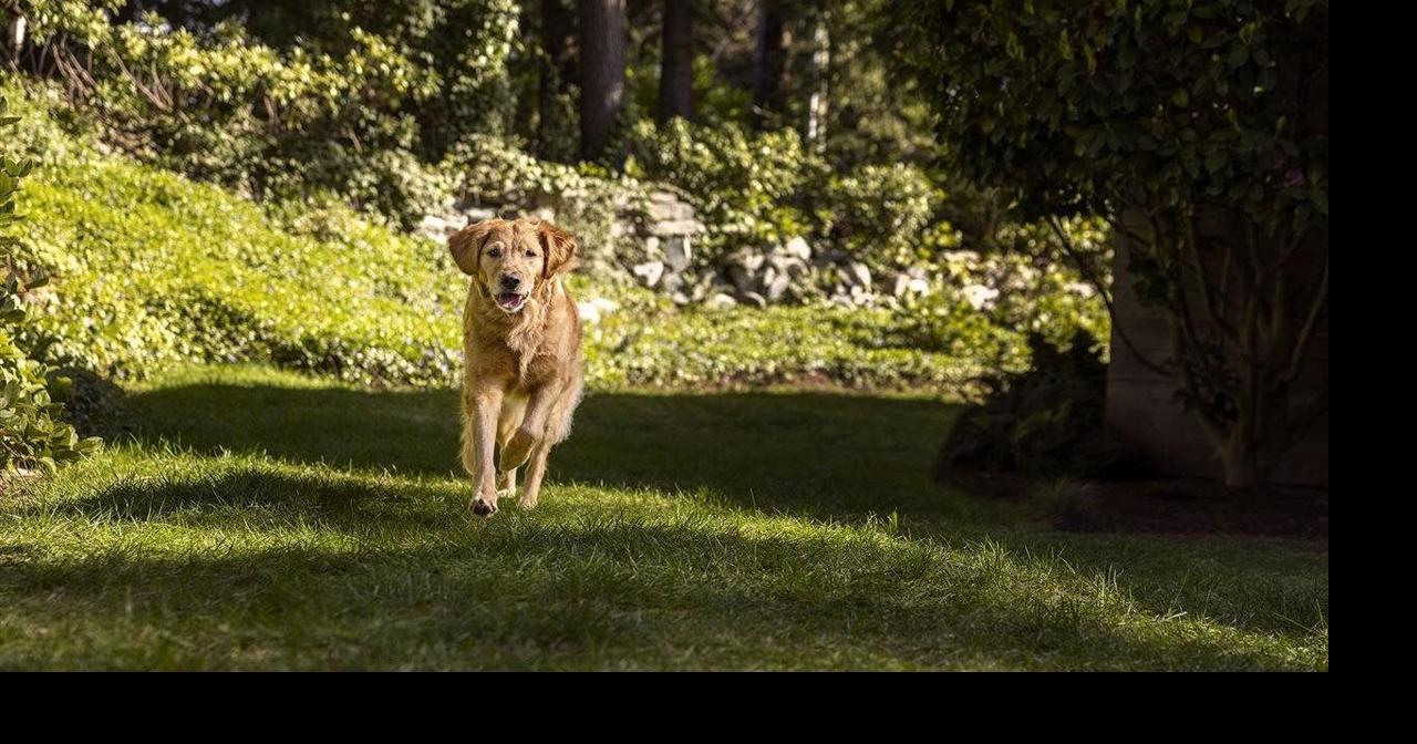 Tummy troubles for Fido? How to help your pet feel better Brandpoint (BPT) Sep 14, 2026 18 hrs ago