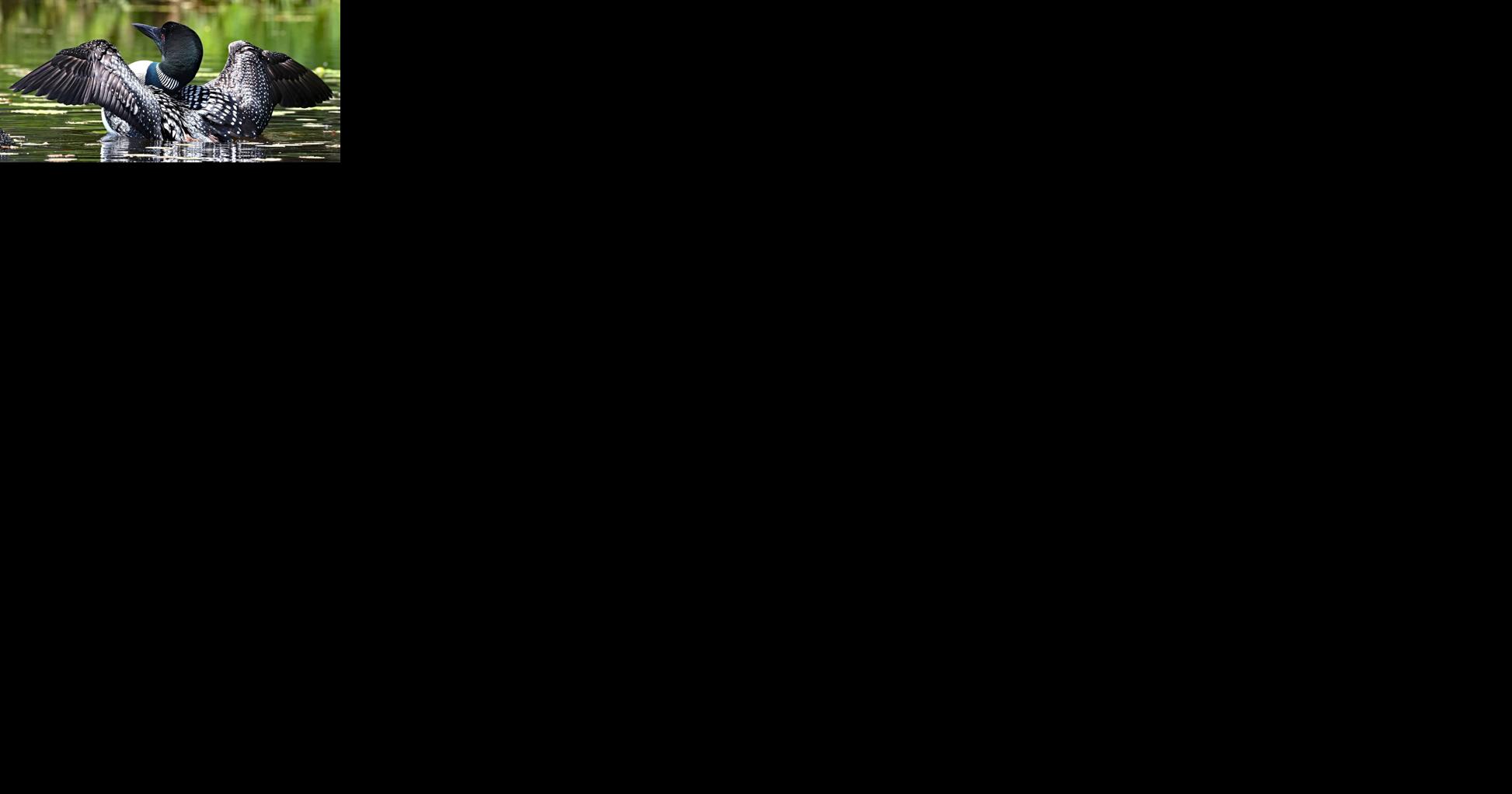 Conservation group to celebrate loons on Oct. 8 - Vimarsana News