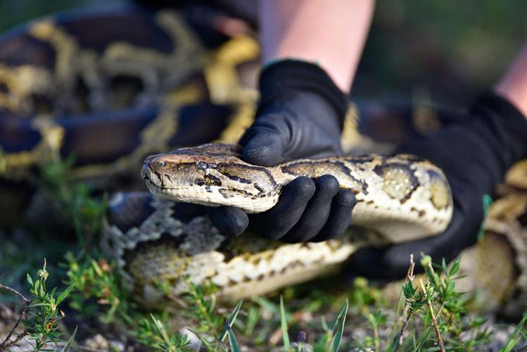 This year’s Florida Python Challenge winner wrangled 28 snakes | News ...