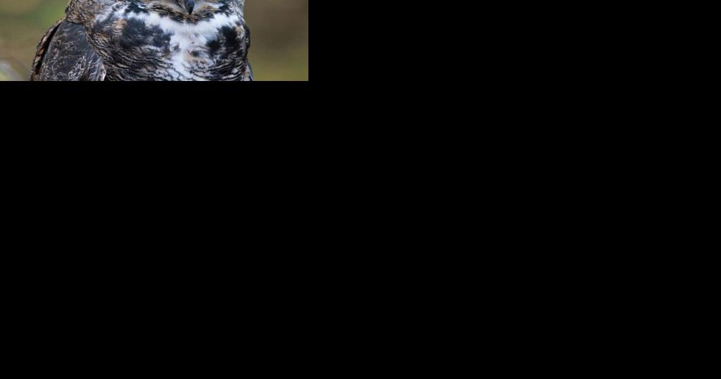 Escaped Central Park Zoo owl Flaco will be allowed to remain free - Vimarsana News
