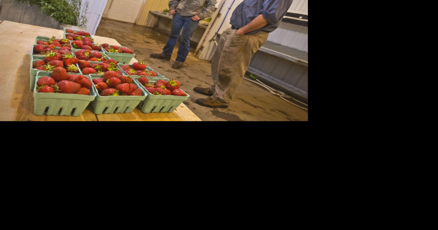 At Martin’s Farmstand in Potsdam, you can pick your own berries | Business