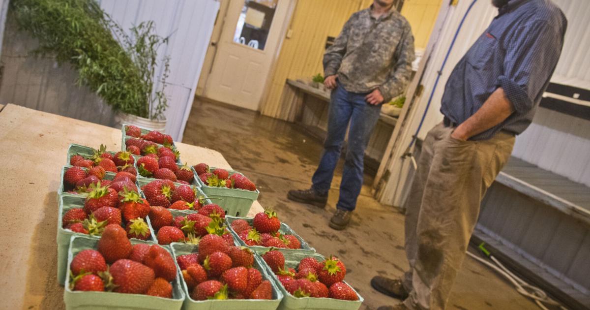 At Martin’s Farmstand in Potsdam, you can pick your own berries | Business At Martin’s Farmstand in Potsdam, you can pick your own berries | Business