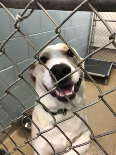 Pet of the week