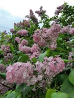 Facts about lilacs