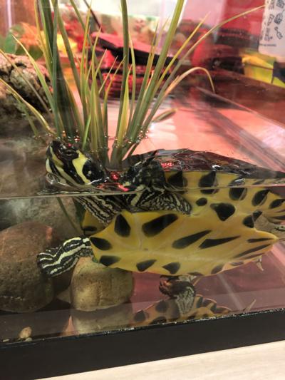 Pet of the week