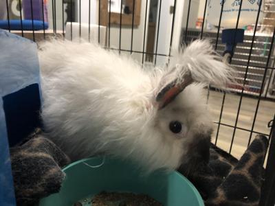 Pet of the week