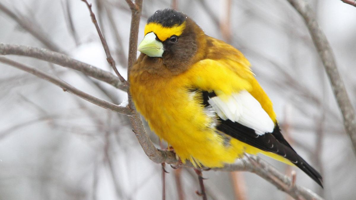Lend A Wing To Great Backyard Bird Count Arts And Life Nny360 Com